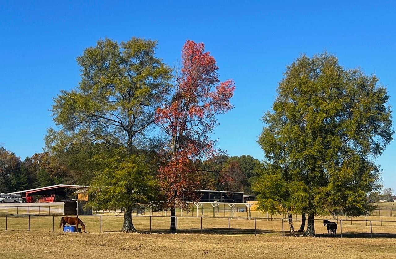 Horse Property for sale.