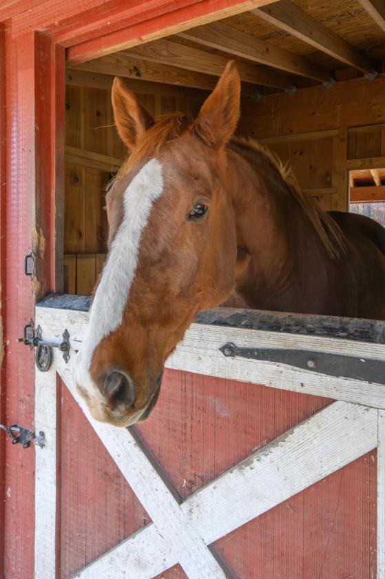 Beautiful Horse Property on 16.13 Acres - photo 24
