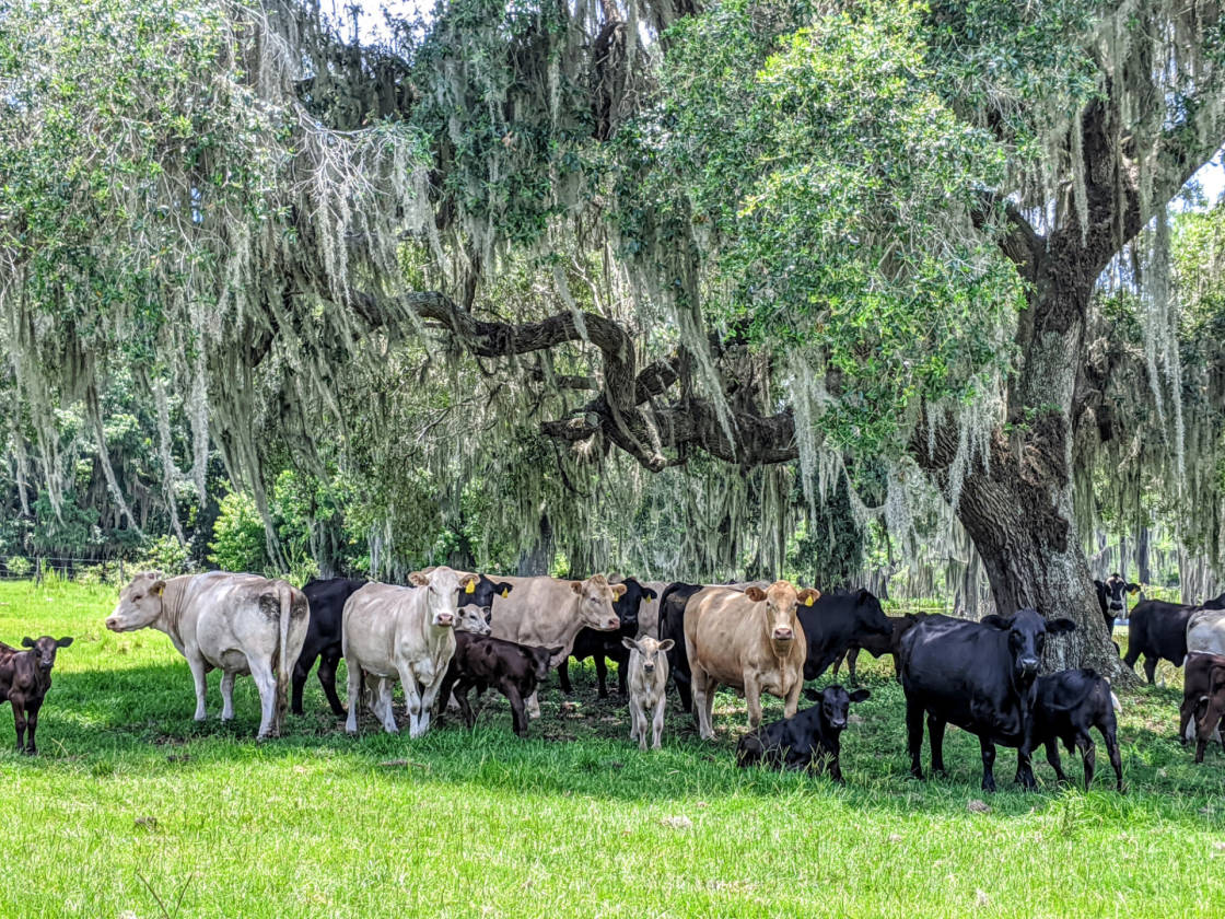 Rooks Ranch 2,193 Acres +\ Operating Cattle Ranch, Row Crop