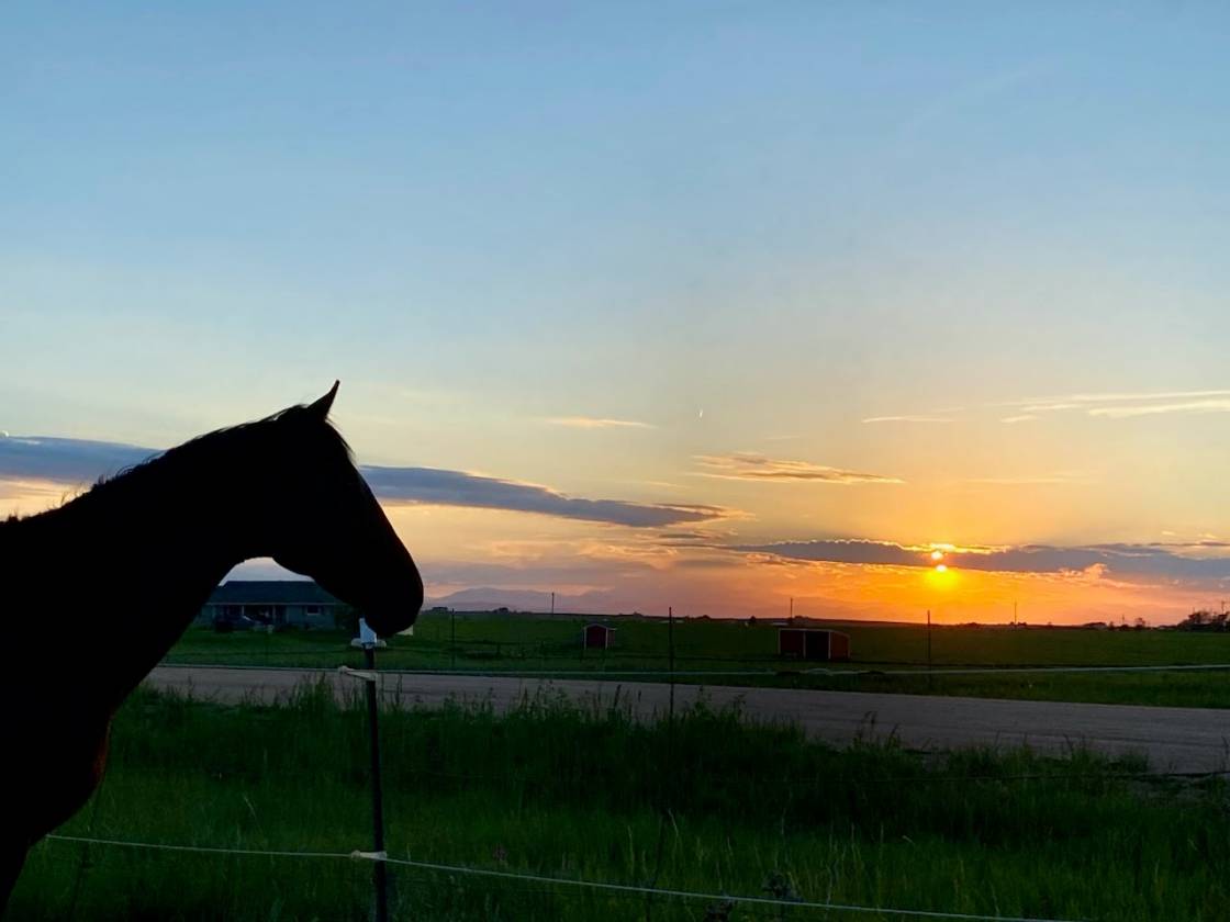 Horse Property for sale.