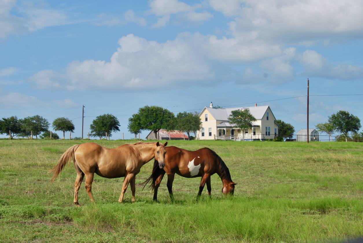 Horse Property for sale.