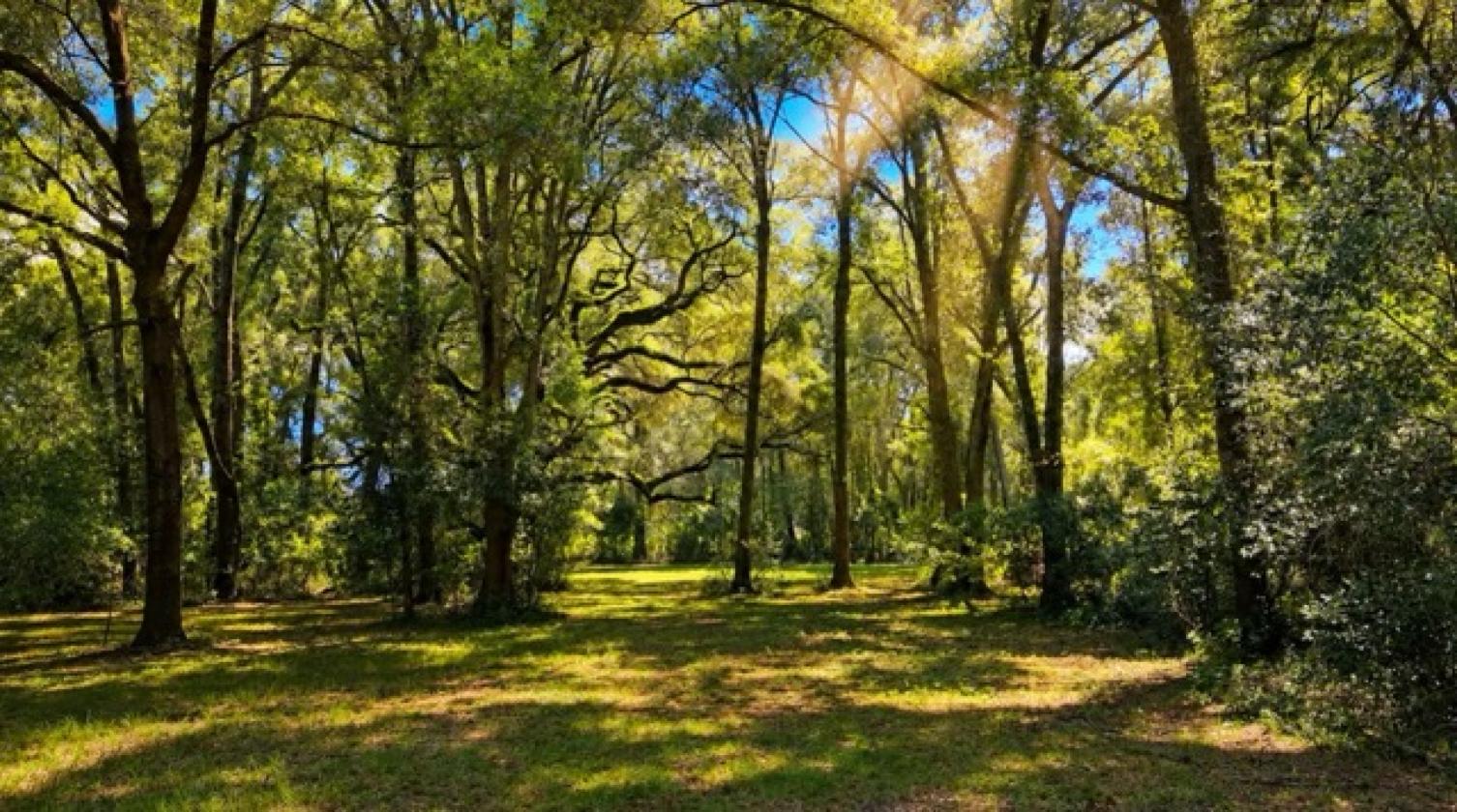 Owner Financing on HUGE Opportunity 37 ACRES - photo 7