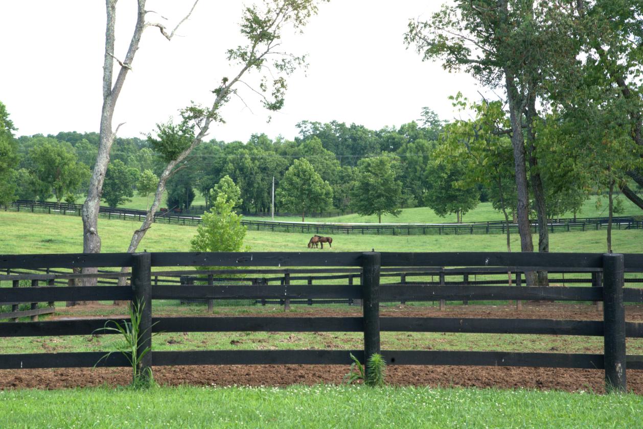 Boutique Farm in the Heart of the Bluegrass - photo 6
