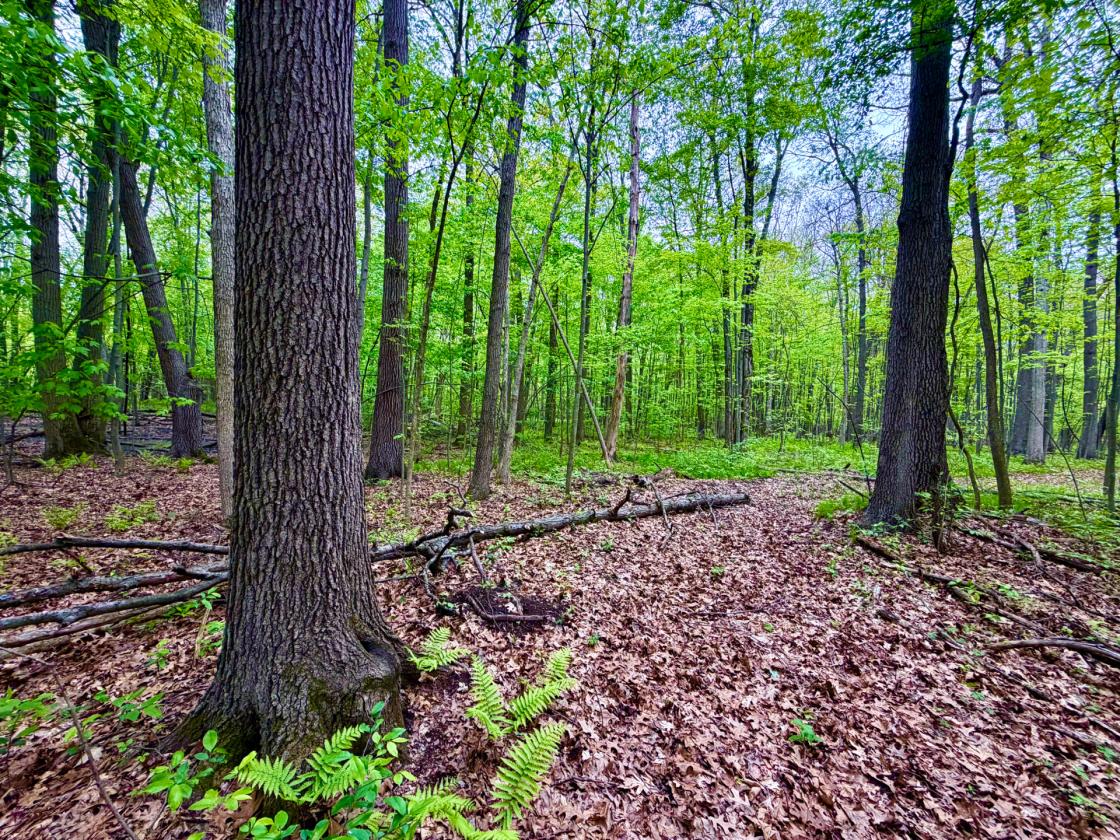 60Acres Equestrian Land with Scenic Trails - photo 25
