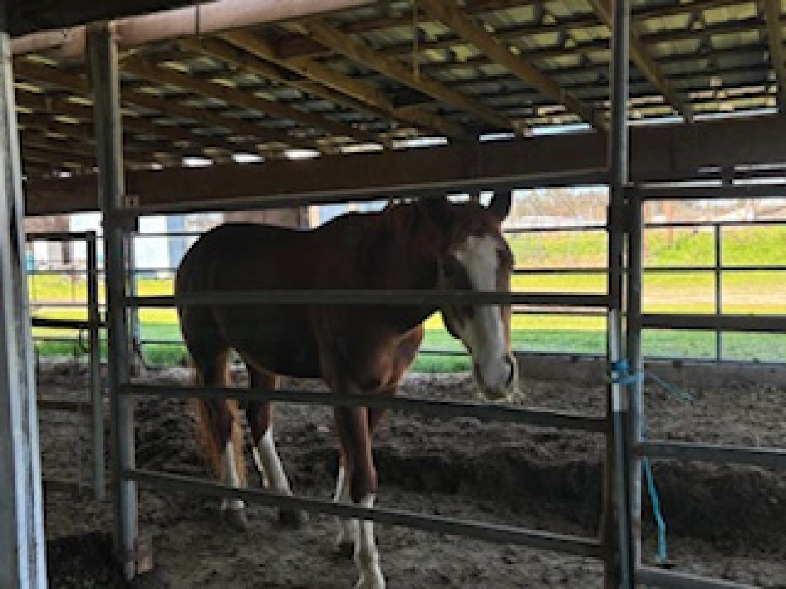 Exceptional Equestrian Breeding &Boarding Facility - photo 17