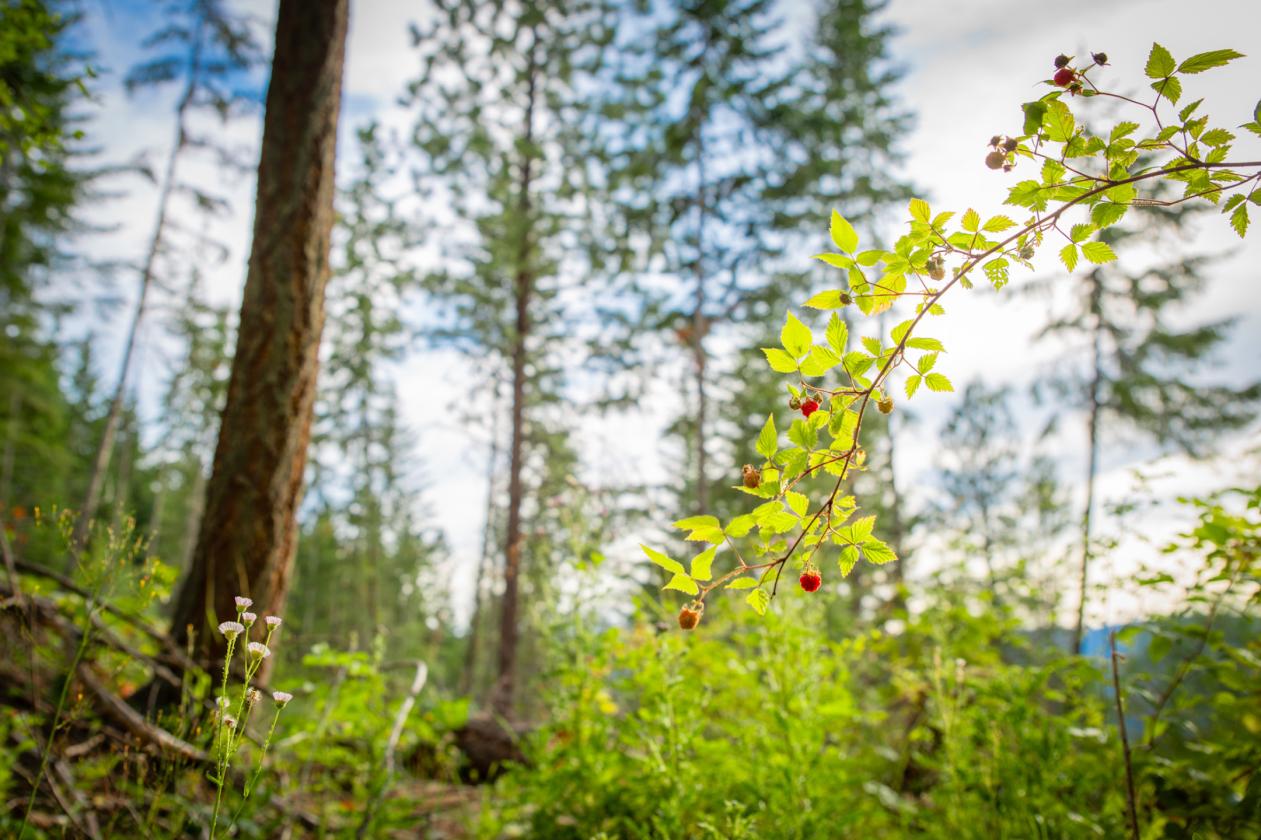 Natural Beauty & Accessibility - photo 9