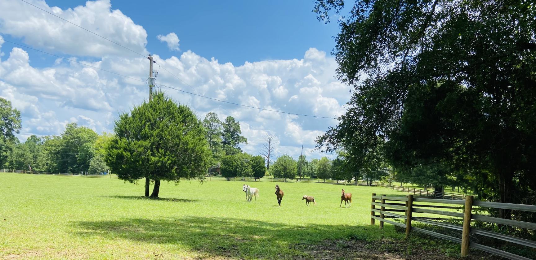 Equestrian Farm with 2 homes and stocked pond - photo 2