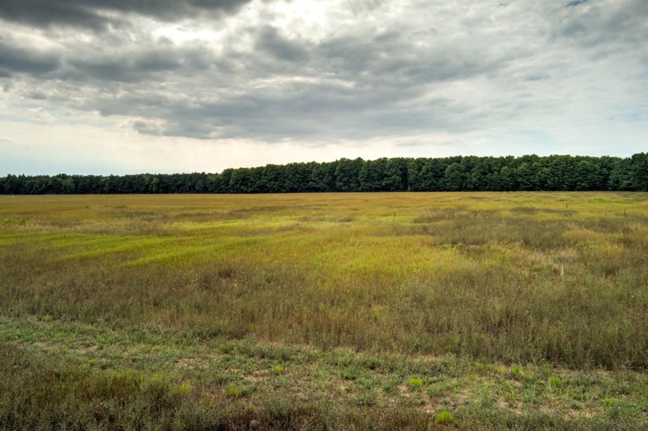 50.20 ACRES – BUILD YOUR EQUESTRIAN ESTATE & FARM - photo 12
