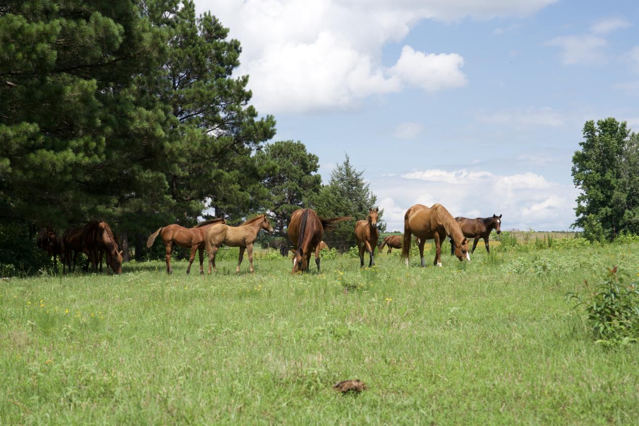 273+/- Acres With 20,000 Square Covered Arena - photo 24