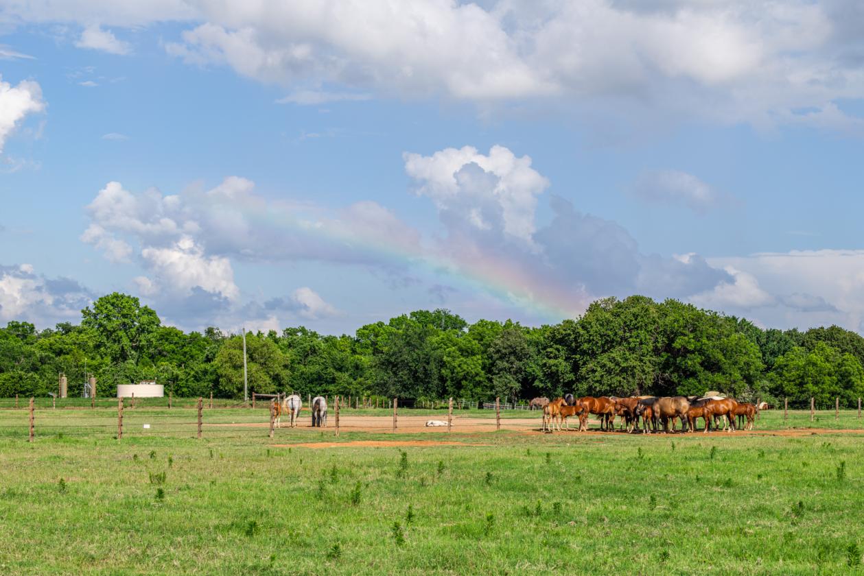 Walnut Creek Horse Ranch - photo 26