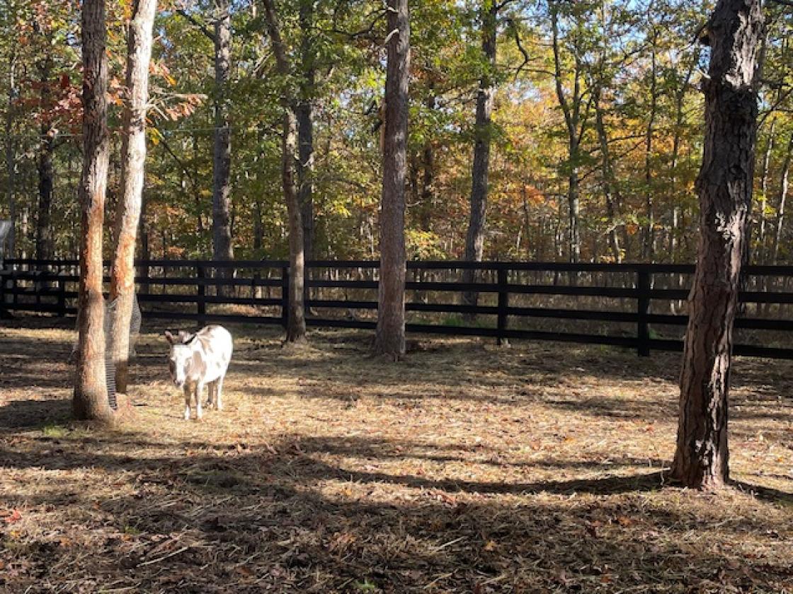 Horse Homestead on 2.73 Acres - photo 29