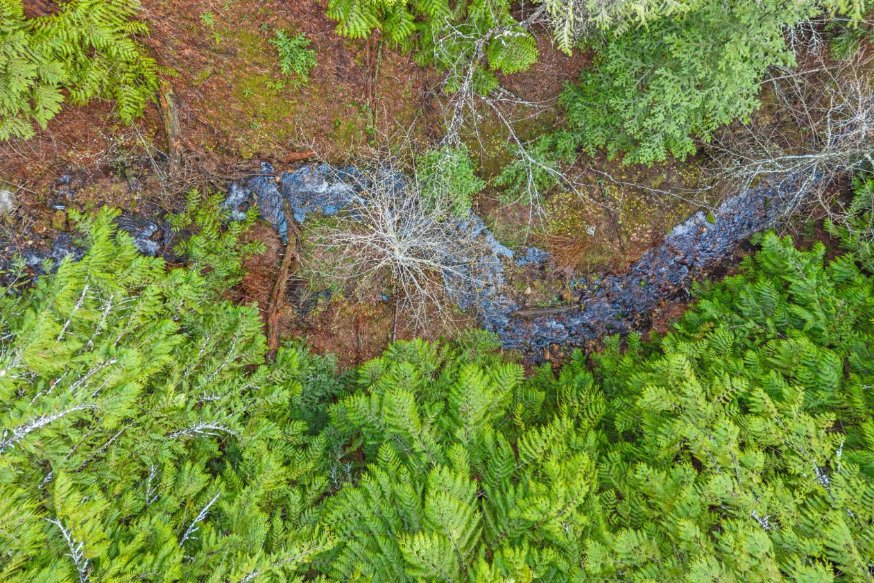 Level 20.65 acres w/Creek, Pasture & Woods - photo 5