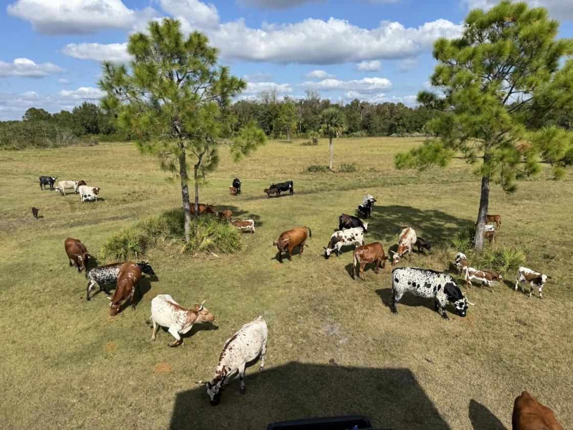 230 Acre Ranch in Vero Beach, FL - photo 4