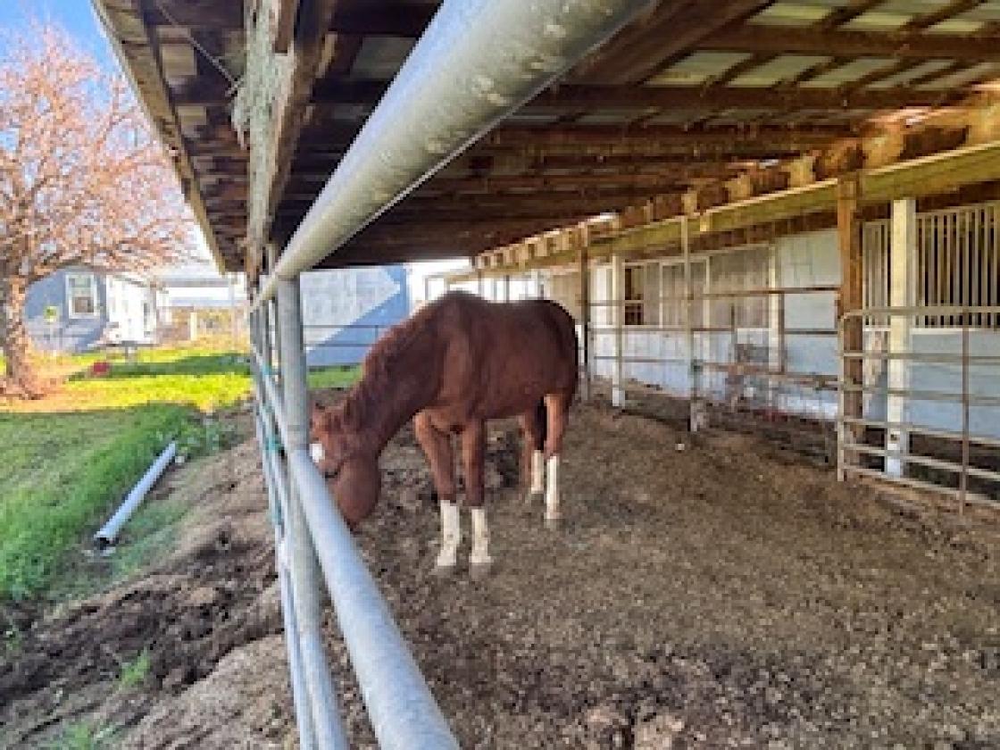 Exceptional Equestrian Breeding &Boarding Facility - photo 5