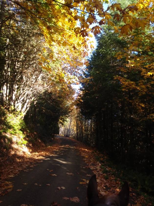 27 Acre Forest Trails Wonderland - photo 28
