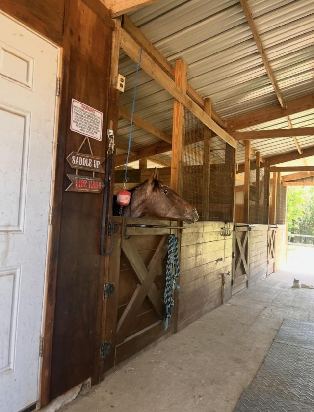 Beautiful East Texas horse property - photo 25