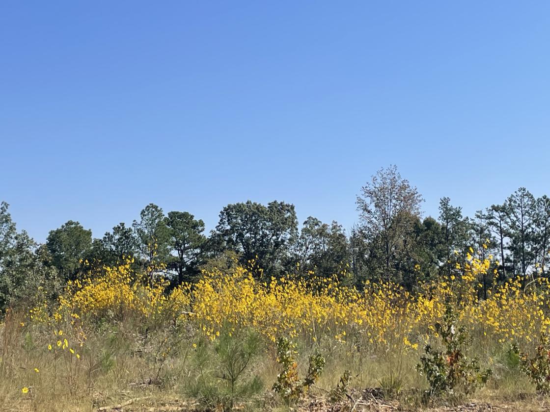 160 Acres in Shelby County w/ pastures and lake - photo 20