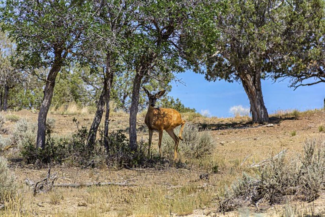 Picturesque 80-acre ranch! - photo 20