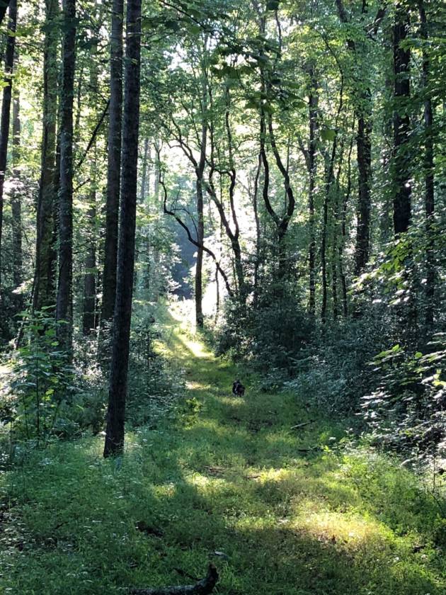 SURROUNDED ON 4 SIDES BY NATIONAL FOREST Toccoa, Habersham County