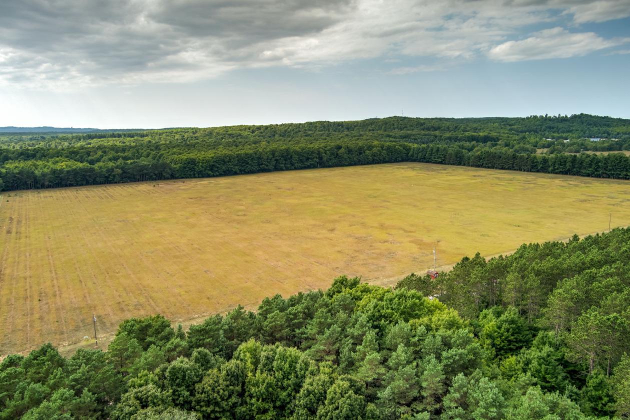 50.20 ACRES – BUILD YOUR EQUESTRIAN ESTATE & FARM - photo 4