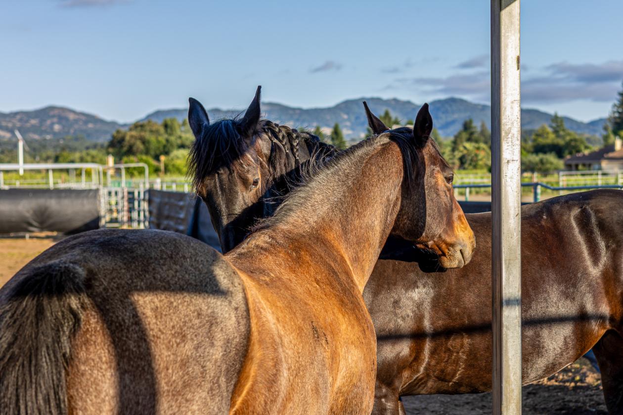 A Rare Two-Parcel Equestrian Estate in Napa Valley - photo 14