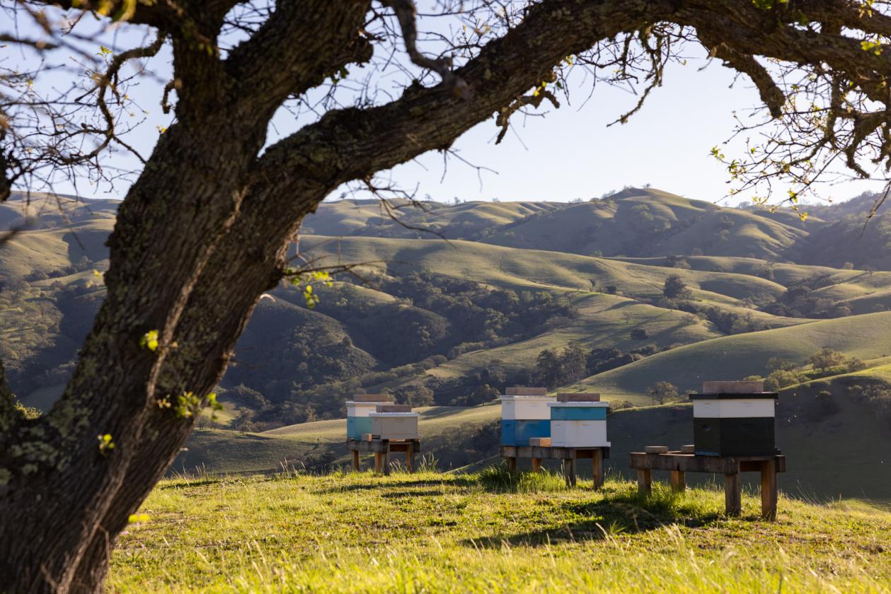 Private Monterey Peninsula Retreat - photo 27