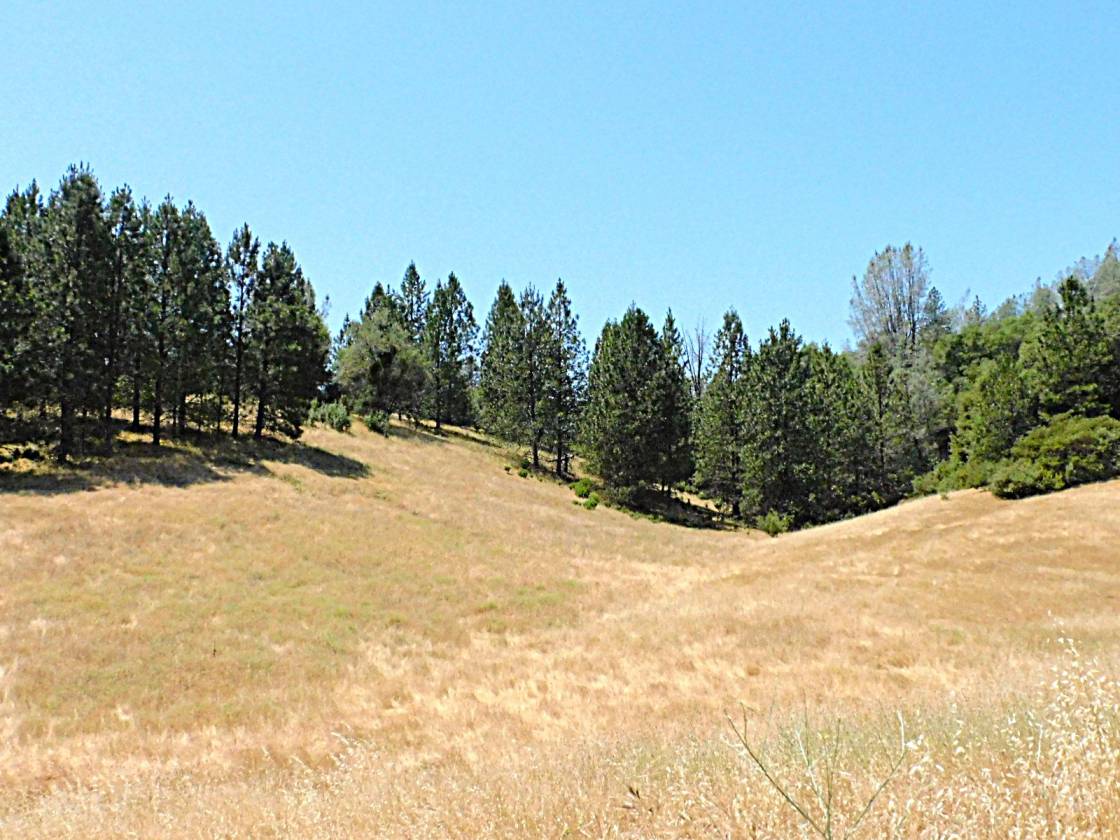 Beautiful Rolling 165 Acres, 100GPM Well too! - photo 4