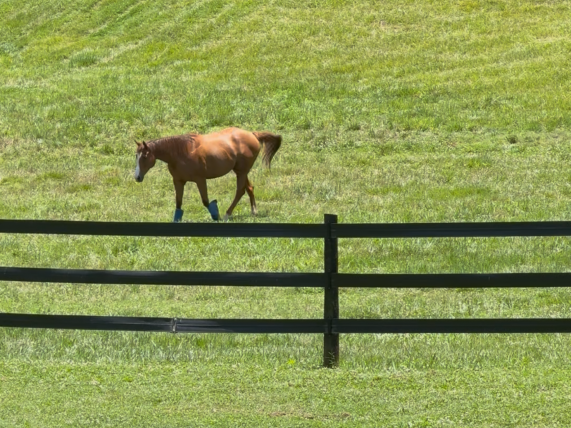 Equestrian Retreat with Pastures and Sunset Views - photo 1