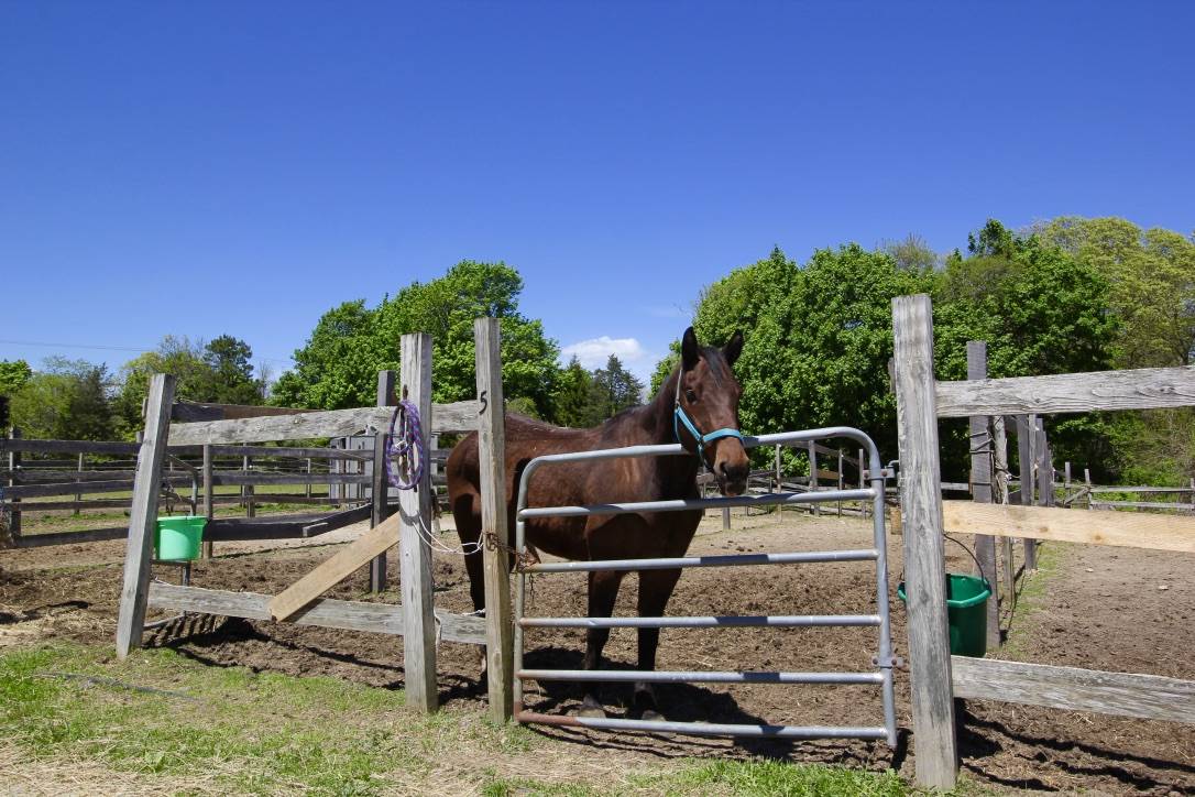 Equestrian Property on Cape Cod Falmouth, Barnstable County, Massachusetts Horse farm