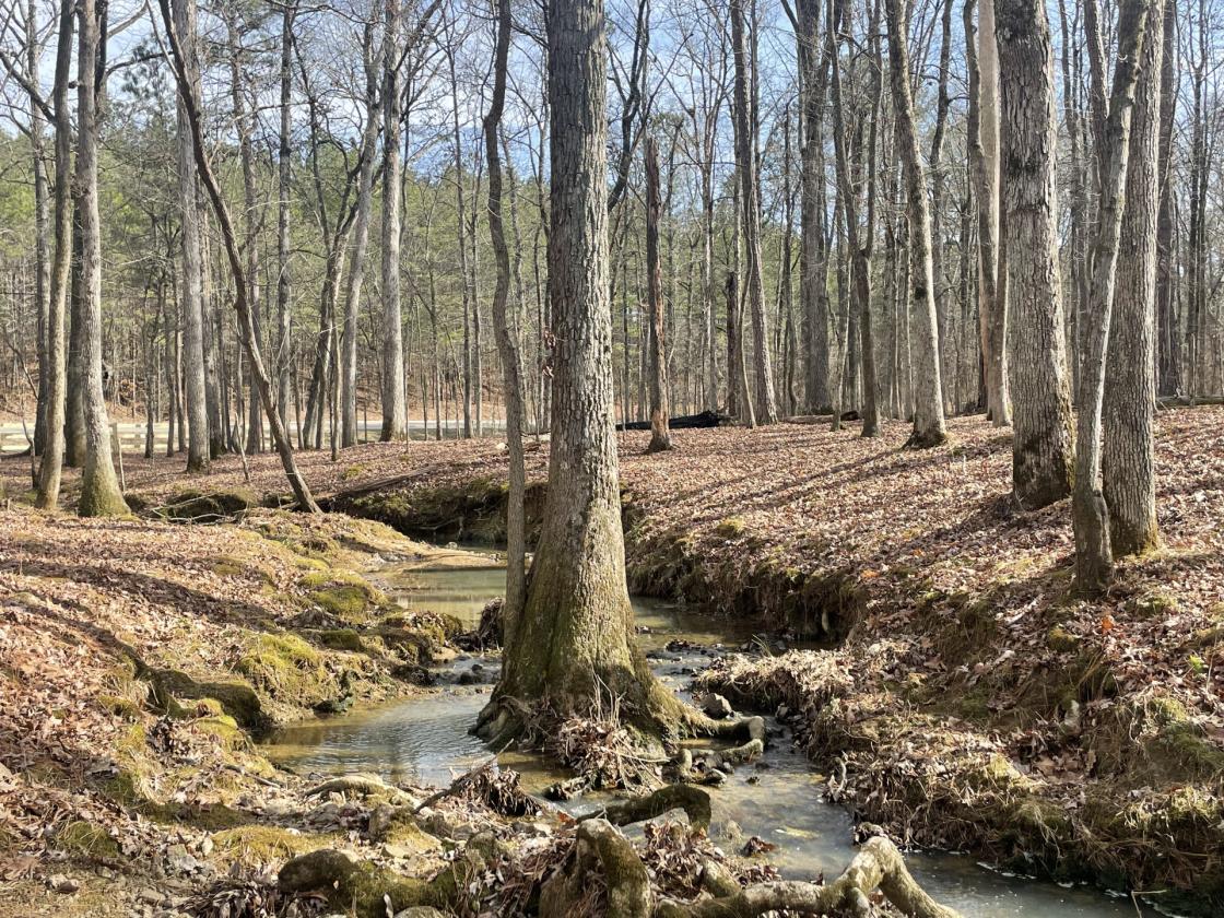 160 Acres in Shelby County w/ pastures and lake - photo 27
