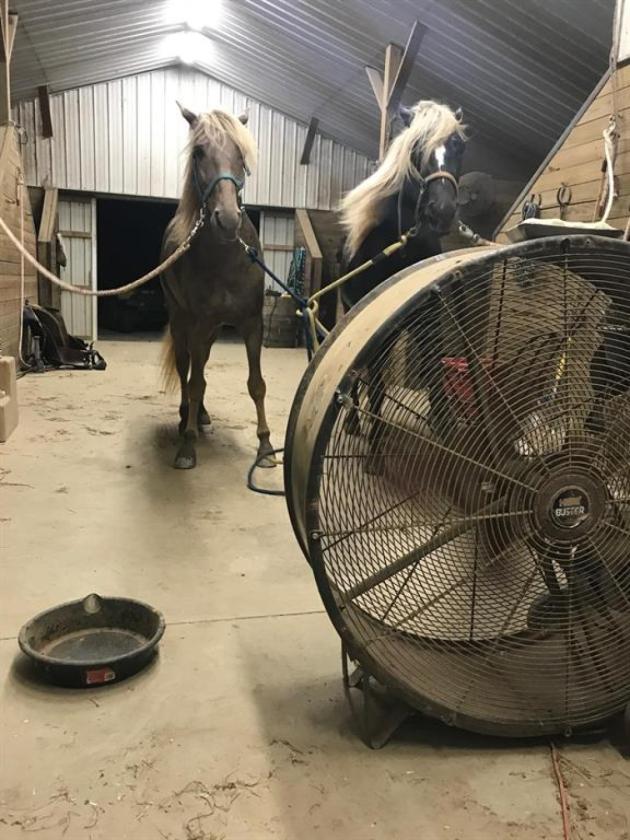 Eastern Ky Horse Farm - photo 29