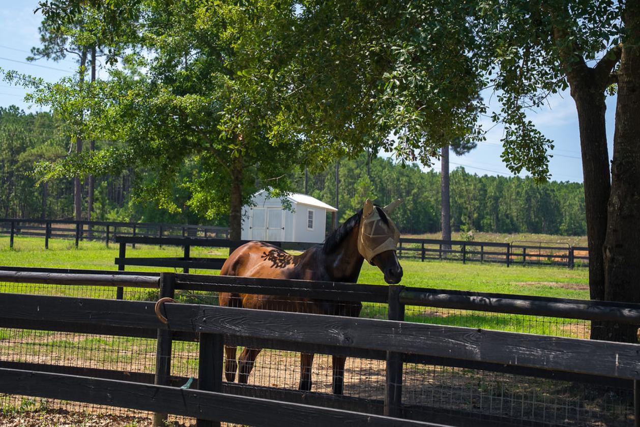 Horse-Ready in Aiken’s Goodsprings Plantation - photo 5