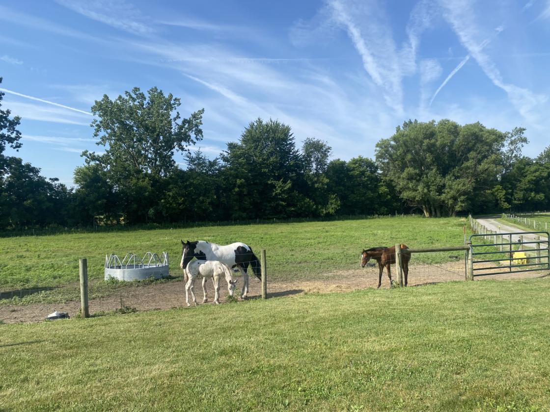Equestrian Paradise on 29 Scenic Acres! - photo 1