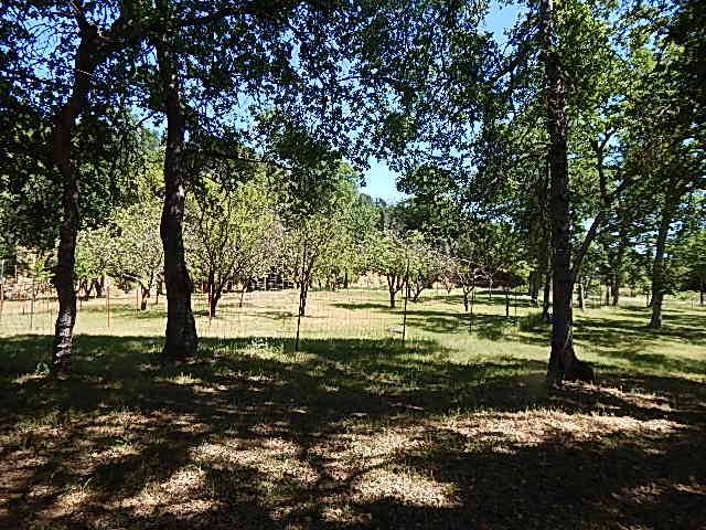 THE BEST DECISION WE EVER MADE! Quiet country life - photo 12