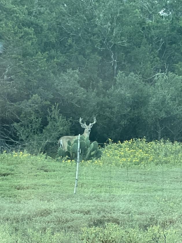 60.87 Hill Country Ranch 2.25% VA Assumable - photo 29