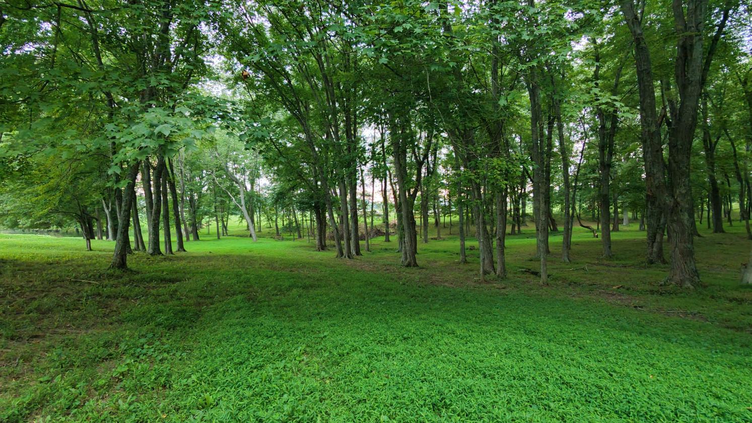 31 LEVEL ACRES w/HOME, BARN, 4 CAR GARAGE - photo 8