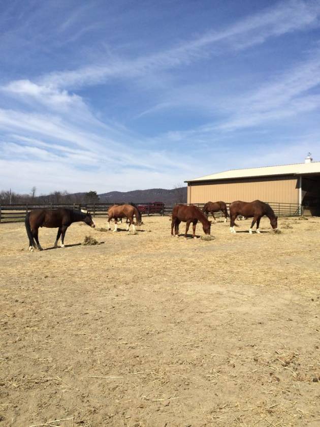 Carlisle Springs Farm - photo 12