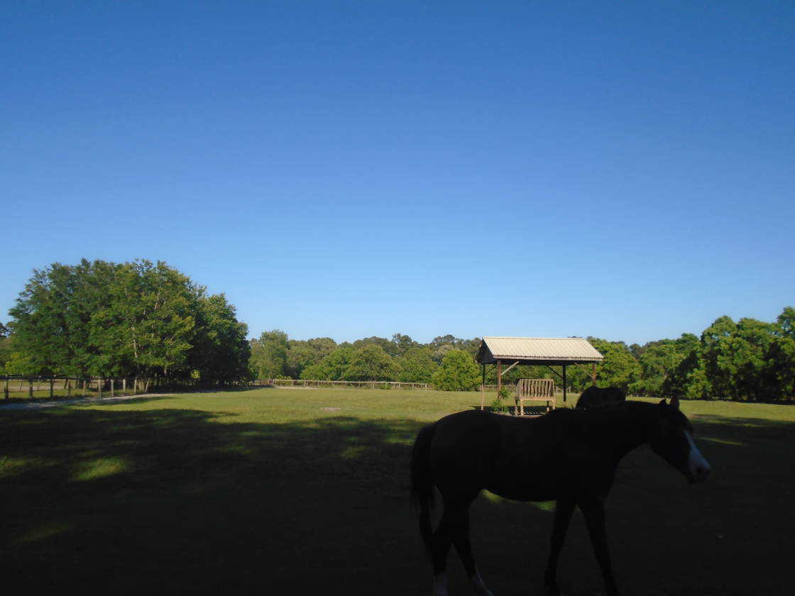 HORSE FARM WITH OVER 200 ACRES WITH 3 RESIDENCES Rincon, Effingham