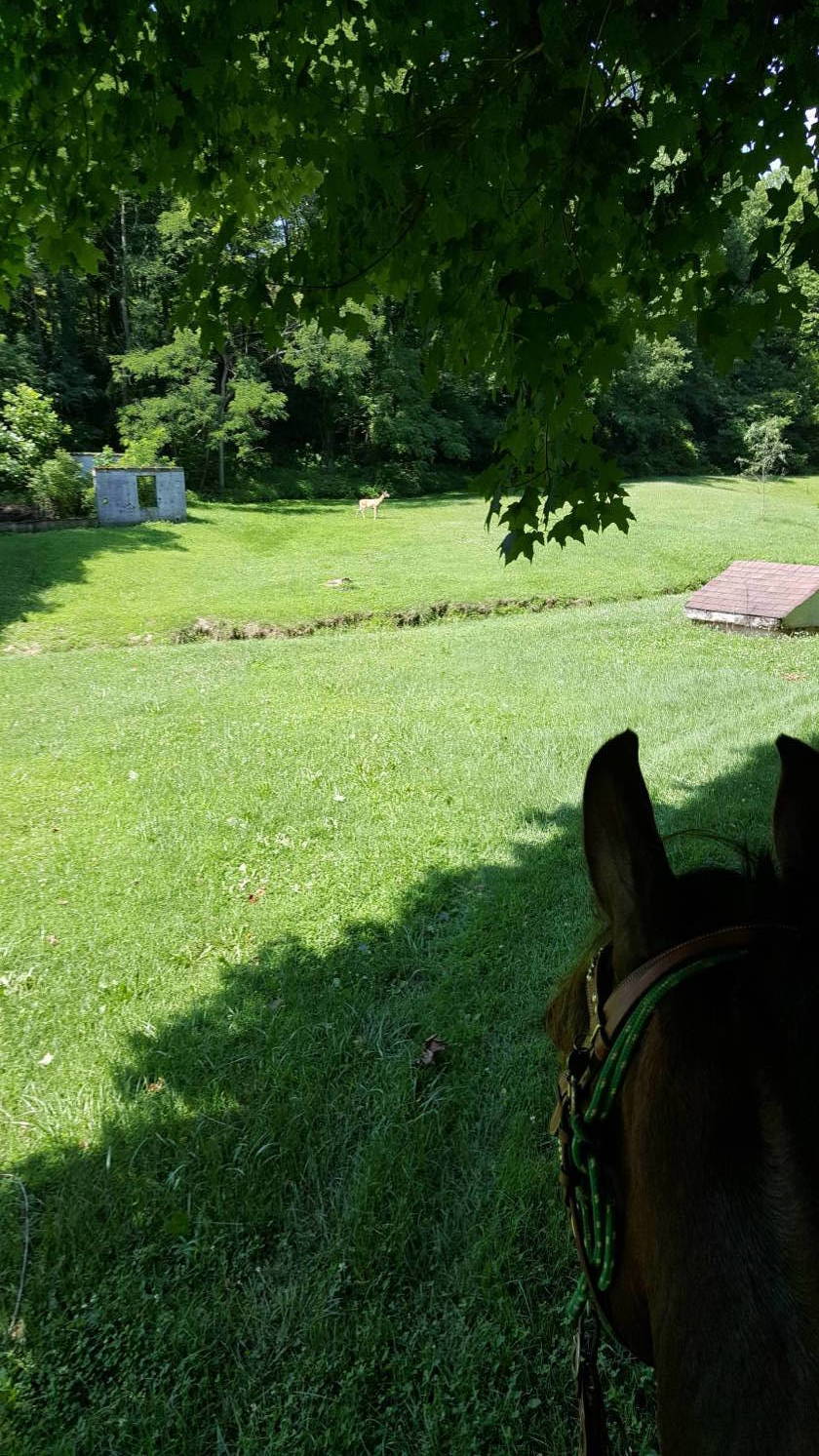 Price reduction!! Adjoining Brown County State Park 20 acre horse