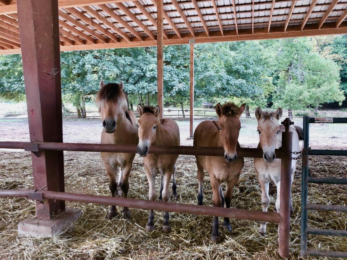 UNIQUE EQUESTRIAN AND ORGANIC FARM PROPERTY - photo 25