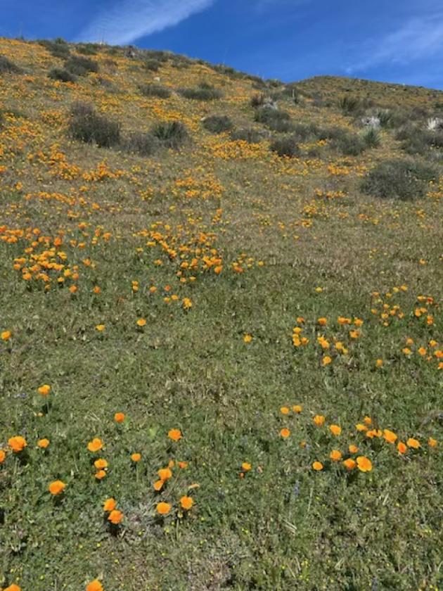 BEAUTIFUL AGUA DULCE VIEWS 160 ACRES - photo 3