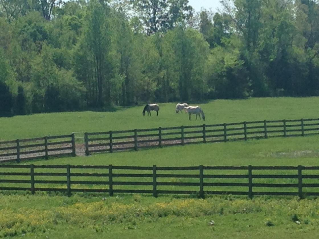 62+ Ac. Horse Property for Sale with Amazing Views - photo 29