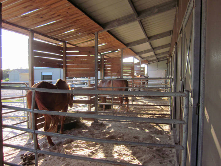 80+/ Acres Horse Farm with Barndominium Corpus Christi, Nueces County, Texas