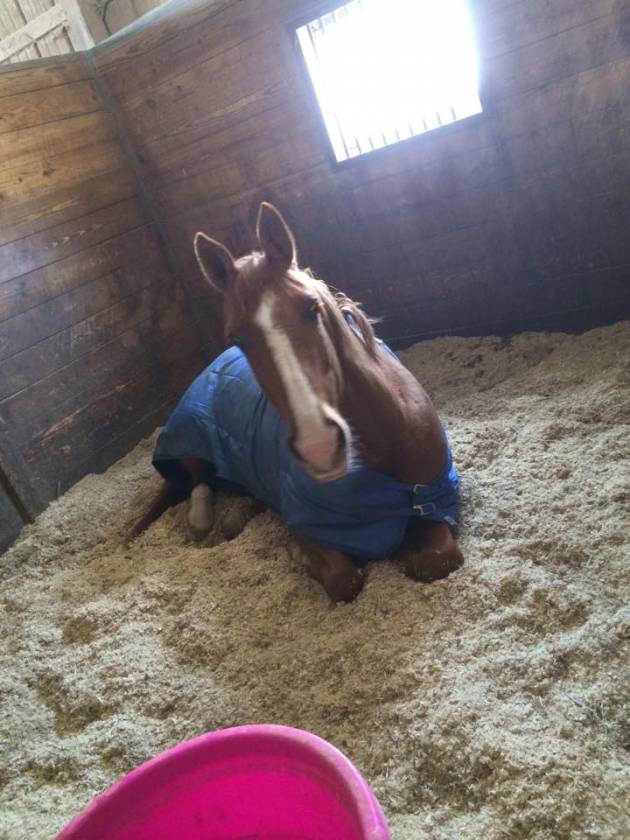 Carlisle Springs Farm - photo 13