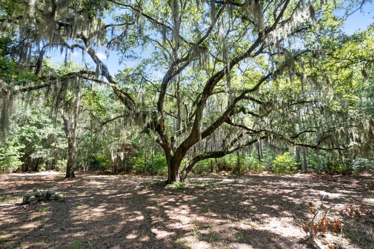 31 Acres with 4-Bedroom Raised Home - photo 8