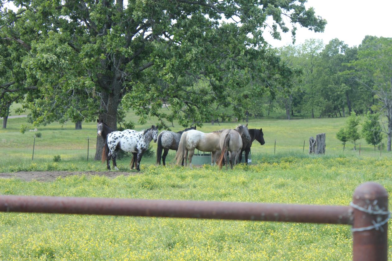 Southern Missouri Horse Property - photo 1