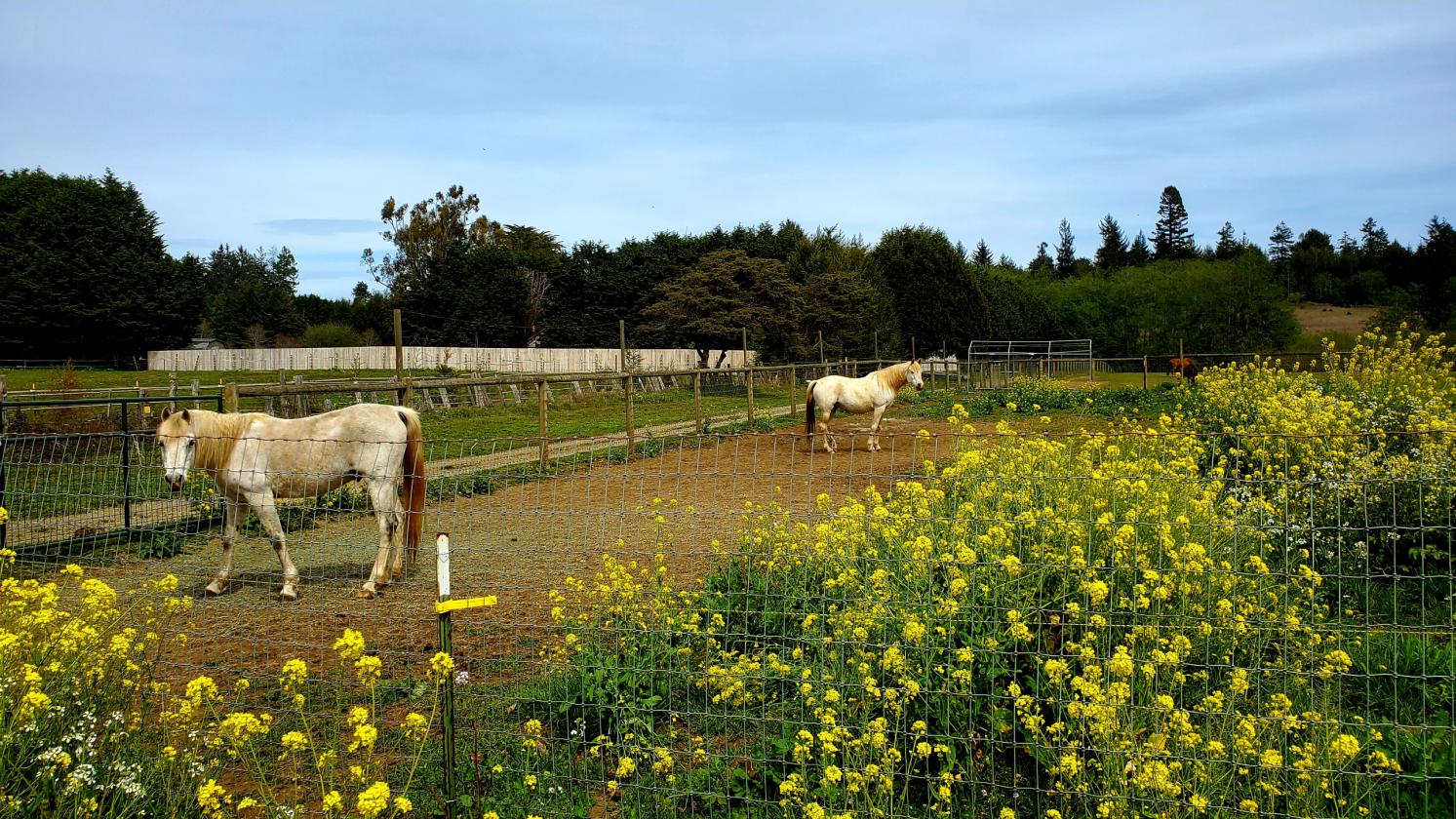 California Redwood Coast Income Horse Property - photo 24