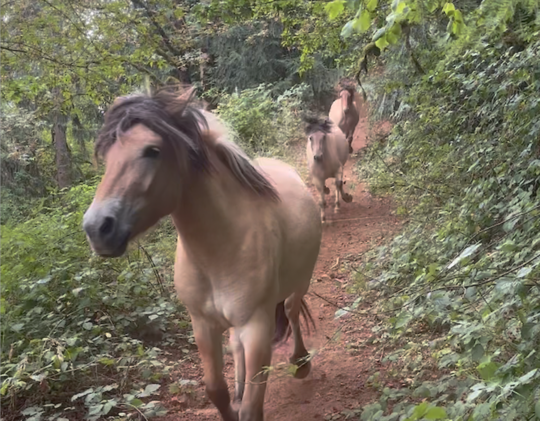 UNIQUE EQUESTRIAN AND ORGANIC FARM PROPERTY - photo 28