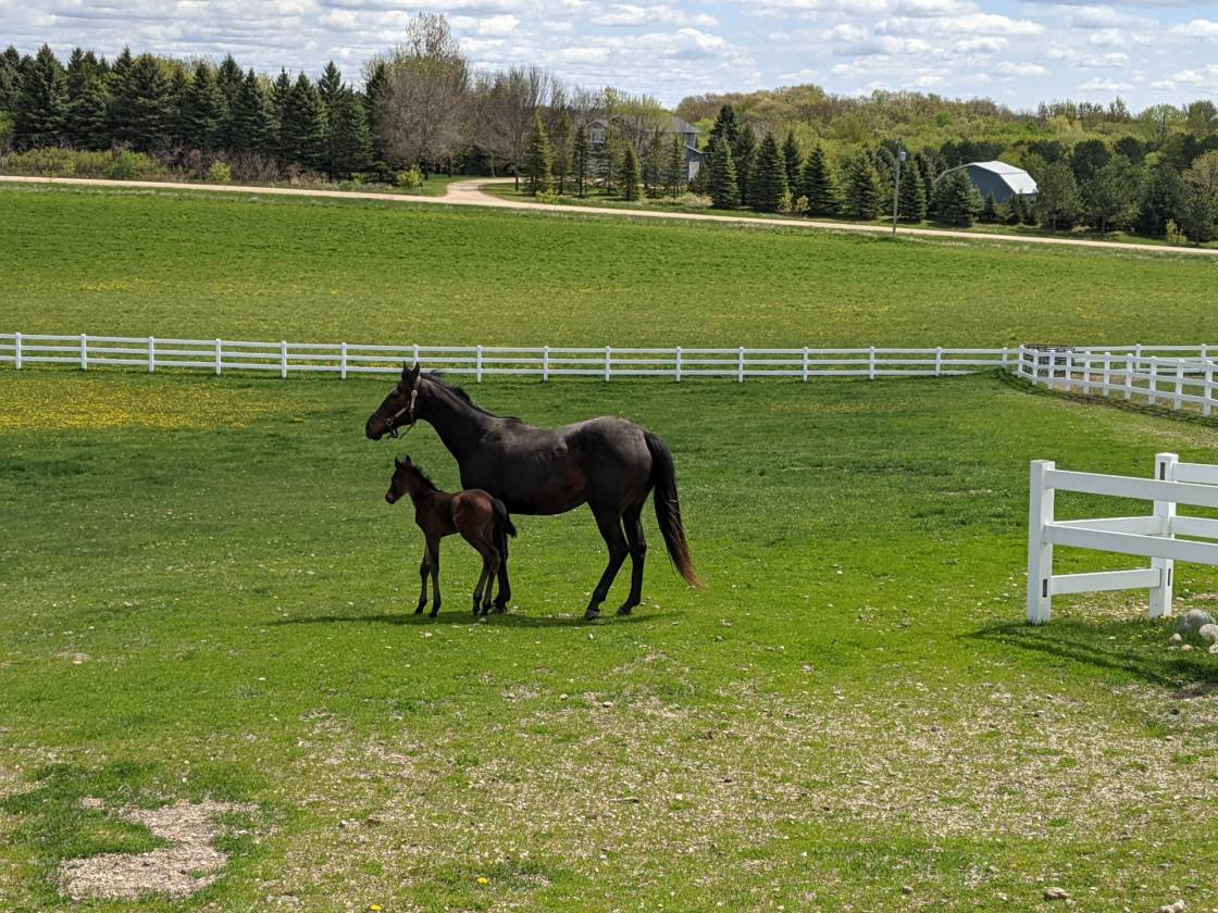 Turnkey Horse Property - photo 4