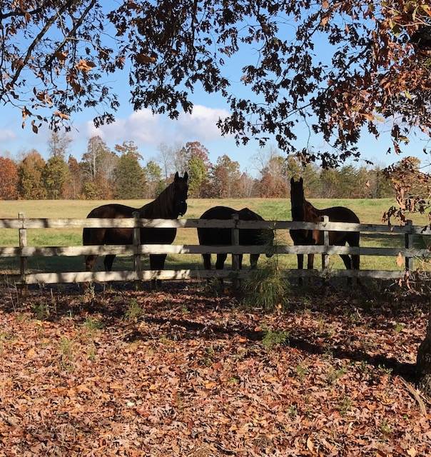 Horse Ranch For Sale Sharon, York County, South Carolina